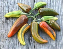 Fish Pepper Seeds (Capsicum annuum) for productive rows in the Vegetable Patch & Garden