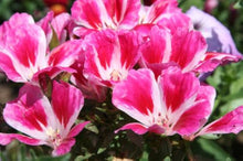 Azalea Seeds (Rhododendron simsii) for colorful blooms in the shaded landscape and decorative garden planting