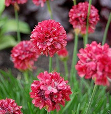 Sea Thrift Seeds (Armeria maritima) for colorful blooms in the rock garden or coastal beds