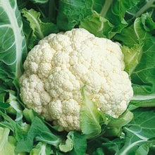Cauiliflower Andes F1 Seeds for colorful blooms in the Flavorful Cauliflower in Your Garden