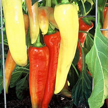 Hungarian Sweet Wax Pepper Seeds (Capsicum annuum) for a fresh homegrown crop from the Vegetable Patio Pots