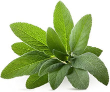 Sage Seeds (Salvia officinalis) for a fragrant addition to the Herb Garden & Vegetable Patch