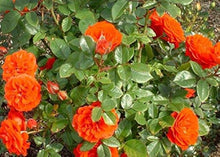 Climbing Rose Rosa Multiflora Seeds for trellises and fences in the Vertical Spaces Flower Walls