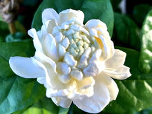 Jasminum Sambac Jasmine Seeds (Jasminum sambac) for a bright addition to the Garden