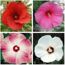 Giant Hibiscus Hibiscus Rosa-Sinensis Seeds for seasonal color across the Home Tropical Borders