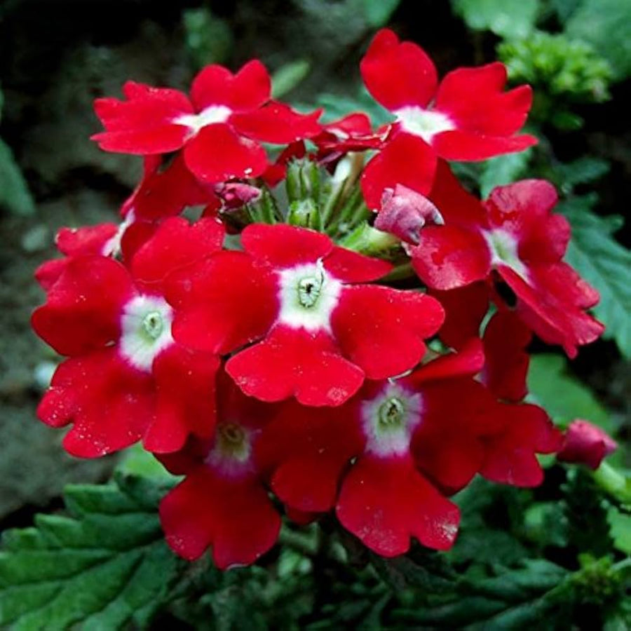 Red Hydrangea Verbena Flower Seeds