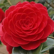 Black Rose Camellia Japonica Seeds for reliable seasonal color