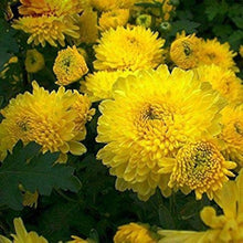 Gold Yellow Aromatic Celebration Seeds for a lasting display in the garden patch