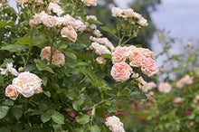 Pink Climbing Rose Rosa Hybrida flower Seeds for vertical growth across the home garden and decorative arches