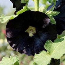 Hollyhock Black Seeds for growers filling out the Unique Gardens