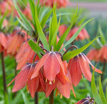 Fritillaria Imperialis Seeds (Fritillaria imperialis) for seasonal color across the flower beds and spring gardens