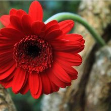 Gerbera Daisy Seeds (Gerbera hybrida) for seasonal color across the home garden containers