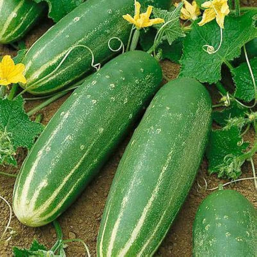 Sumter Cucumber seeds