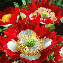 Danish Flag Poppy Seeds prized for stunning Red & White Flowers