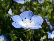 Flower Nemophila Menziesii Baby Blue Eyes Seeds grown for ground Spring Displays
