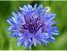 Blue Bachelor Button ��������� Centaurea cyanus ��������� for planting in home garden