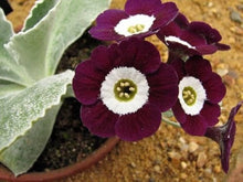 Primrose Primula Vulgaris Seeds for a colorful addition to any planting