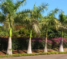 Palm Seeds for a lasting addition to the landscape