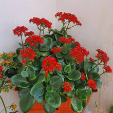 Kalanchoe Kalanchoe Blossfeldiana Seeds for easy-care planting in the Indoor Succulent Gardens