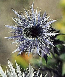 Alpine Seestechpalmen Eryngium Alpinum Superbum Seeds for a lasting display in the Garden