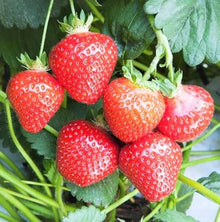 Strawberry Fragaria × Ananassa fruit Seeds for sweet homegrown fruit in the kitchen garden and vertical containers