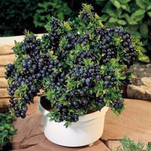 Blueberry tree seeds for pots or bonsai fruit planting