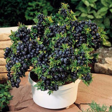 Mini Bonsai Tree Seeds for a sweet addition to the home orchard