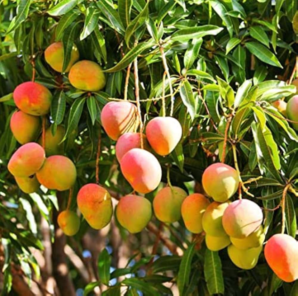 Mango Mangifera indica seeds for planting in tropical garden