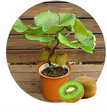 Kiwi Mini Fruit Tree Seeds for sweet homegrown fruit in the Indoor Bonsai Garden