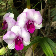Dendrobium Seeds valued for indoor Home Bonsai Decoration