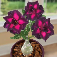 Dark purple desert rose seeds