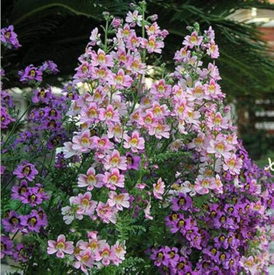 Salmon Mask Alonsoa Flower Seeds â€“ Perennial Blooming Variety
