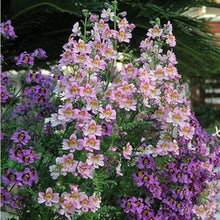Salmon Mask Alonsoa Flower Seeds â€“ Perennial Blooming Variety
