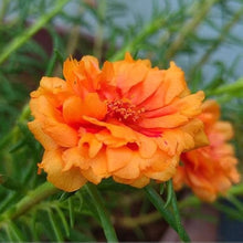Portulaca Portulaca Grandiflora Orange Moss Rose Seeds known for sunny Spots
