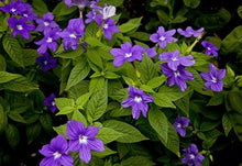 Heirloom Browallia Bush Violet Amethyst Sapphire Seeds for colorful blooms in the Gardens & Landscapes