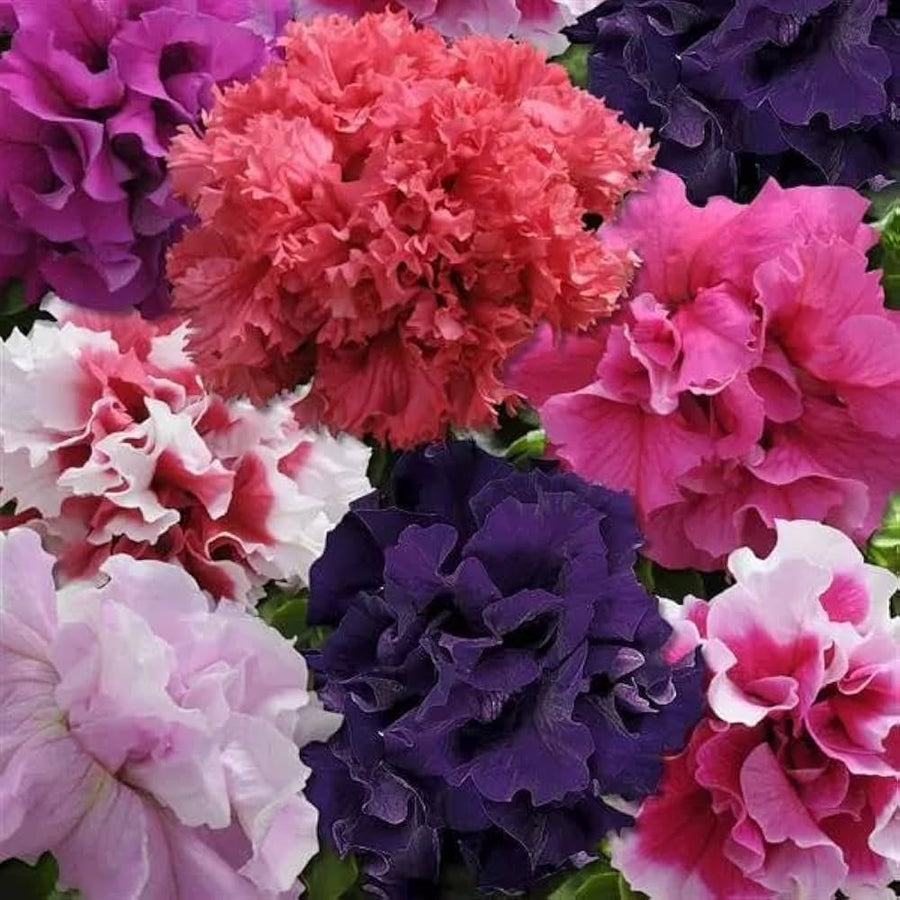 Bonsai Petunia seeds for balcony or home garden decoration