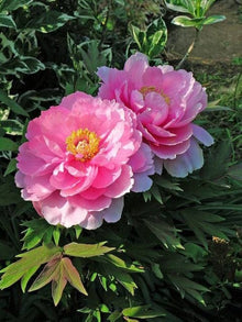 Chinese Peony Seeds (Paeonia lactiflora) for growers filling out the Flower Bed & Urban Garden