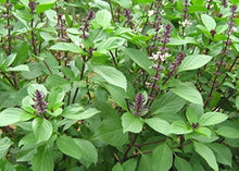 Aromatic Plants Basil Seeds for cooks growing their own fresh herbs
