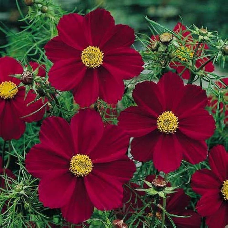 Double Cosmos Cosmos Bipinnatus flower seeds for planting in home garden and backyard flower beds - for planting in home garden