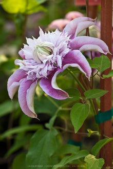 Hardy Clematis Floral Columbine Seeds (Clematis spp.) for a lasting display in the Garden