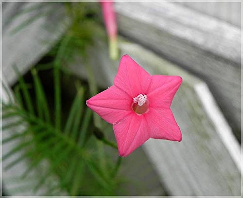 Pink Flower Mix assorted species flower seeds for planting in home garden and decorative borders - for planting in home garden