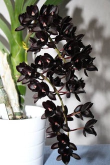 Black Cymbidium Orchid Seeds for gardeners building out beds and borders