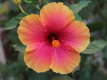 Mischfarbe Hibiskus Seeds (Hibiscus rosa-sinensis) for a bright addition to the Flower Bed