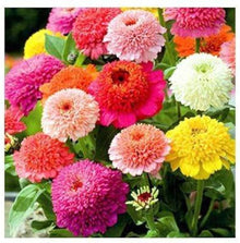 Mix Zinnia Scabiosa Annual Seeds for reliable seasonal color