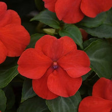 Impatiens Sun and Shade Burgundy Seeds grown for versatile Flowering