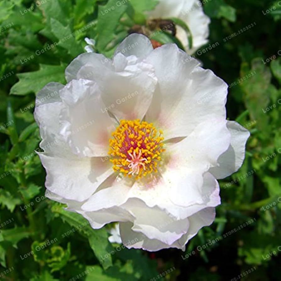 Moss-Rose  Portulaca grandiflora  flower seed for sunny containers and borders