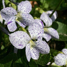 Viola Seeds (Viola tricolor) for growers filling out the Flower Container Garden