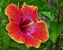 Beautiful Different Colors Japanese Bonsai Potted Hibiscus Seeds for long-term planting in the yard
