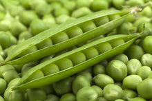 Pea Plant Pisum sativum for planting in vegetable patch
