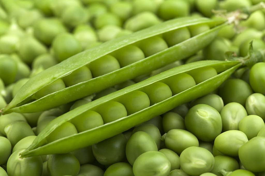 Pea Plant Pisum sativum for planting in vegetable patch